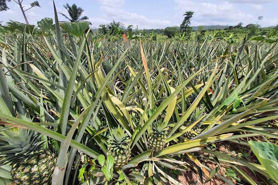Ananas Plantage mit am Boden wachsenden Ananas-Planzen, die Früchte tragen